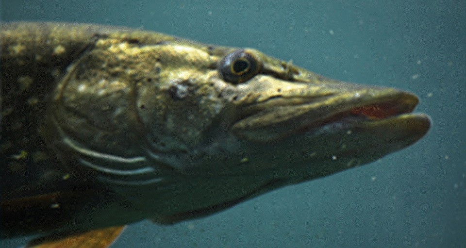 Northern Pike Headshot