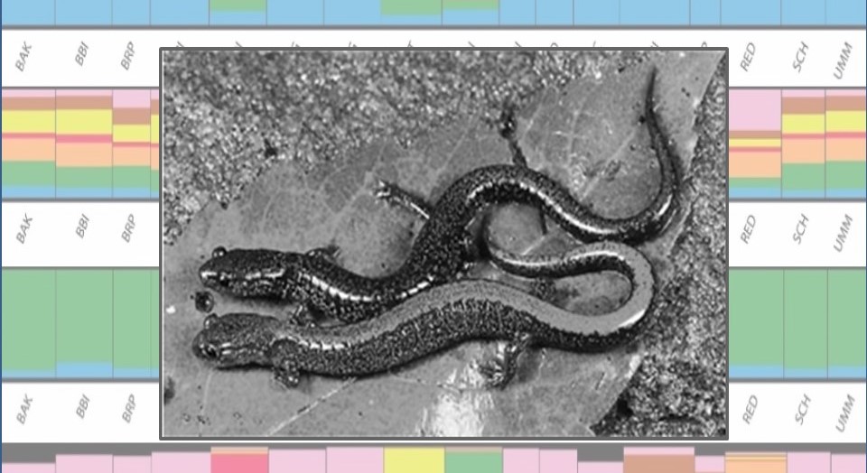 Two red-backed salamanders superimposed on structure analysis