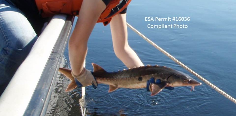 Shortnose sturgeon being released back into the Penobscot River