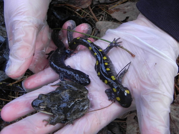 A frog and two salamanders from a vernal pool in Maine