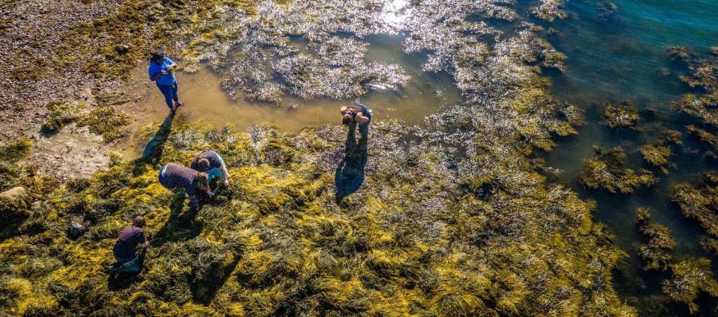 An aerial photo of students on the coast