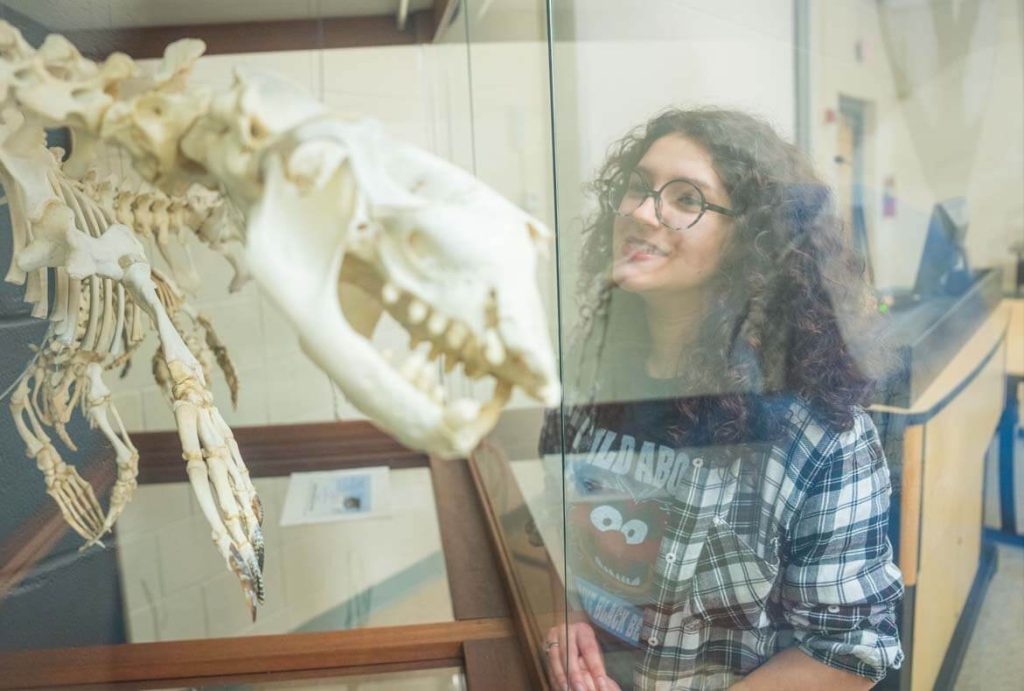 A photo of a person looking at a skeleton in a glass case