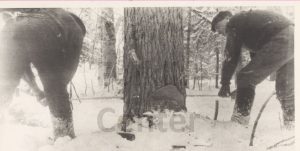 P00140 Two men felling tree with saw c.1900