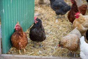2016 chickens-in-coop-flipped