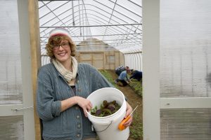 Student harvesting UMaine Greens.