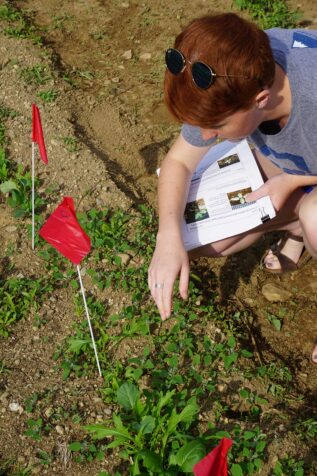 Student assesses weed trials at UMaine