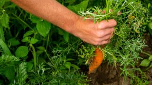 A photo of a hand holding a carrot