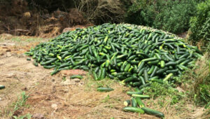 Photo of a pile of cucumbers that are being wasted from a farm