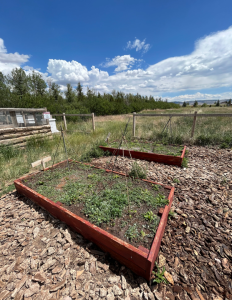 A photo from one of FLV’s city-wide gardens called The Fairgrounds showcasing a raised bed with a three sisters crop-rotation. The three sisters' crop is a method of indigenous plant cultivation utilizing corn, beans, and squash.