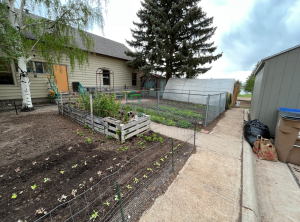 A photo of the gardens behind the Feeding Laramie Valley building. Here there are a few varieties of lettuce, herbs, and raspberries growing. Further back there is a fenced in plot growing strawberries.