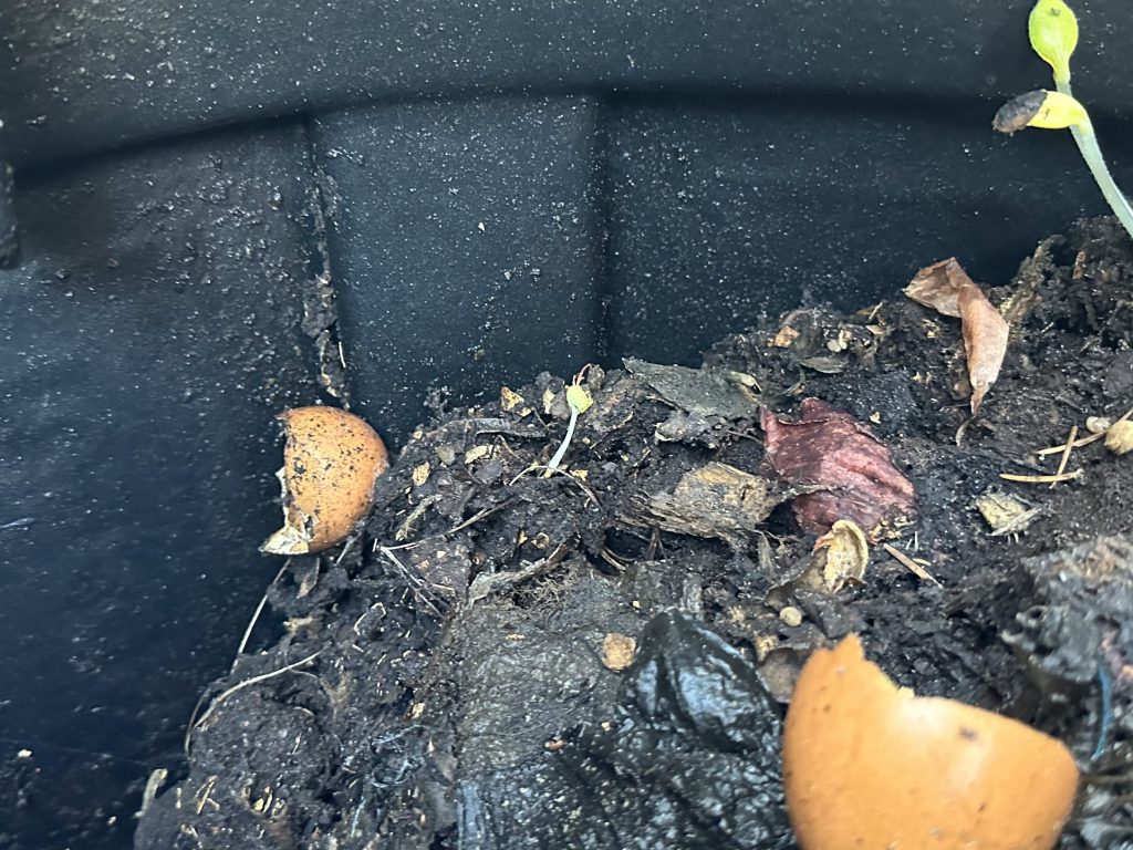 Compost in compost bin