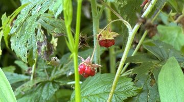 Wild raspberries on the bush