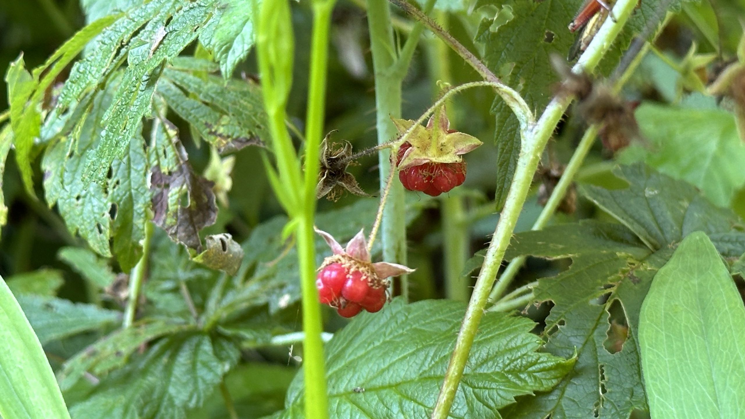 Wild raspberries on the bush