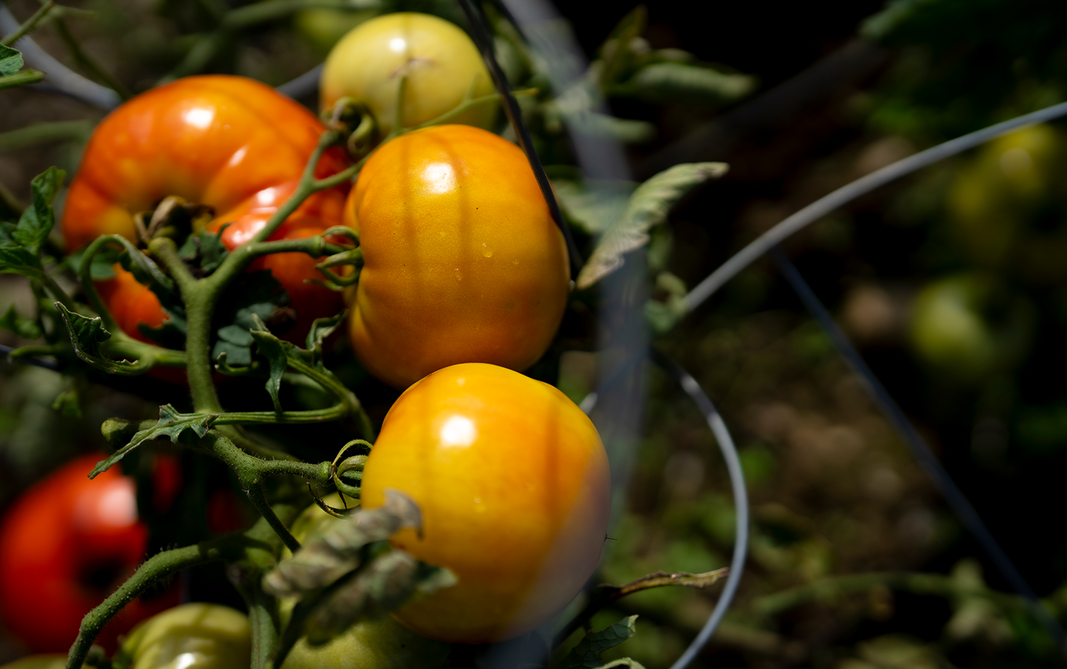 A photo of tomatoes