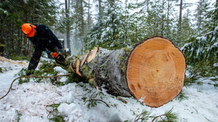 photo of tree logging