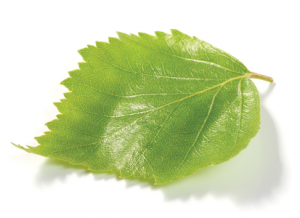 photo of a leaf