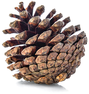 photo of pine cone