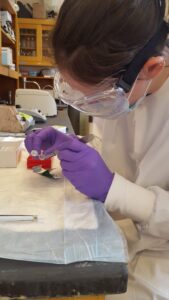 Researcher removing tick from vial  to test for pathogens in the lab