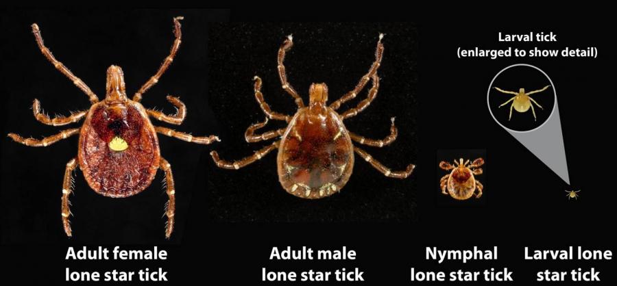 Magnified image of all life stages of lone star ticks