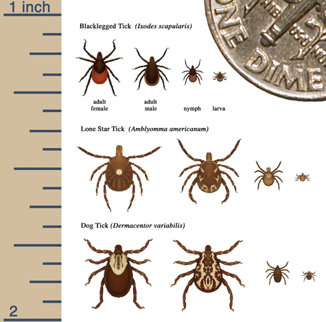 Relative sizes of all life stages of blacklegged ticks, lone star ticks, and dog ticks 