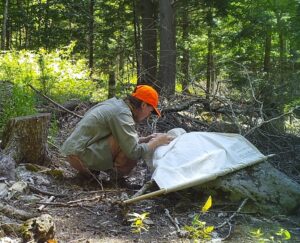 Collecting ticks from a drag cloth