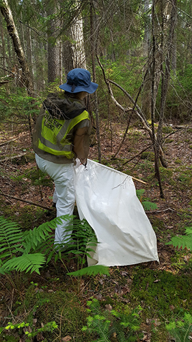 Dragging sheet across forest floor collecting ticks