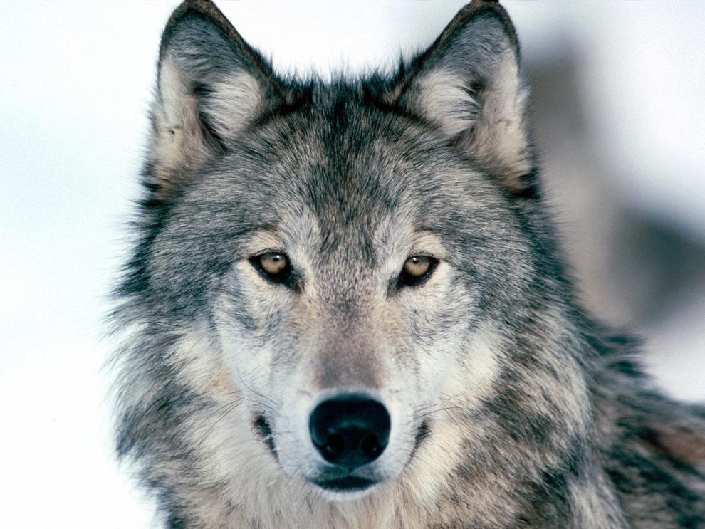 Head of a Gray wolf in the daytime