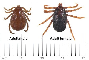 Adult tick and female tick size
