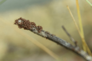 Ticks on a stick in a field