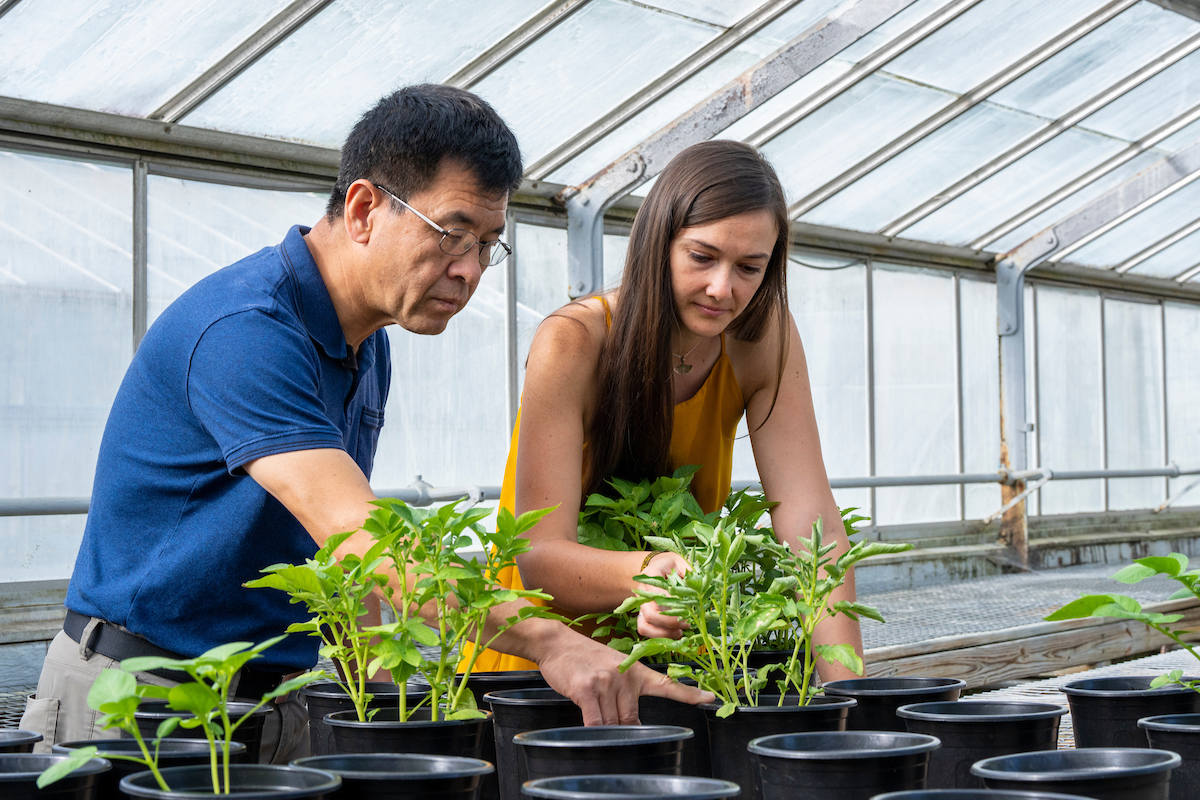 Graduate Student Katie Ashley working with her advisor Associate Professor of Applied Plant Pathology