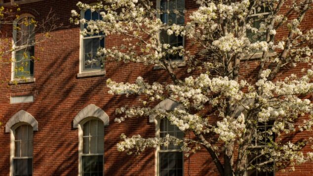 Blooming tree infront of brick building