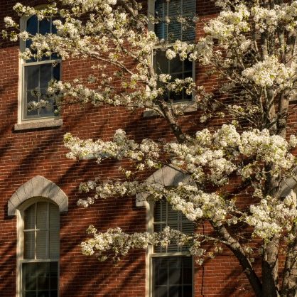 Blooming tree infront of brick building