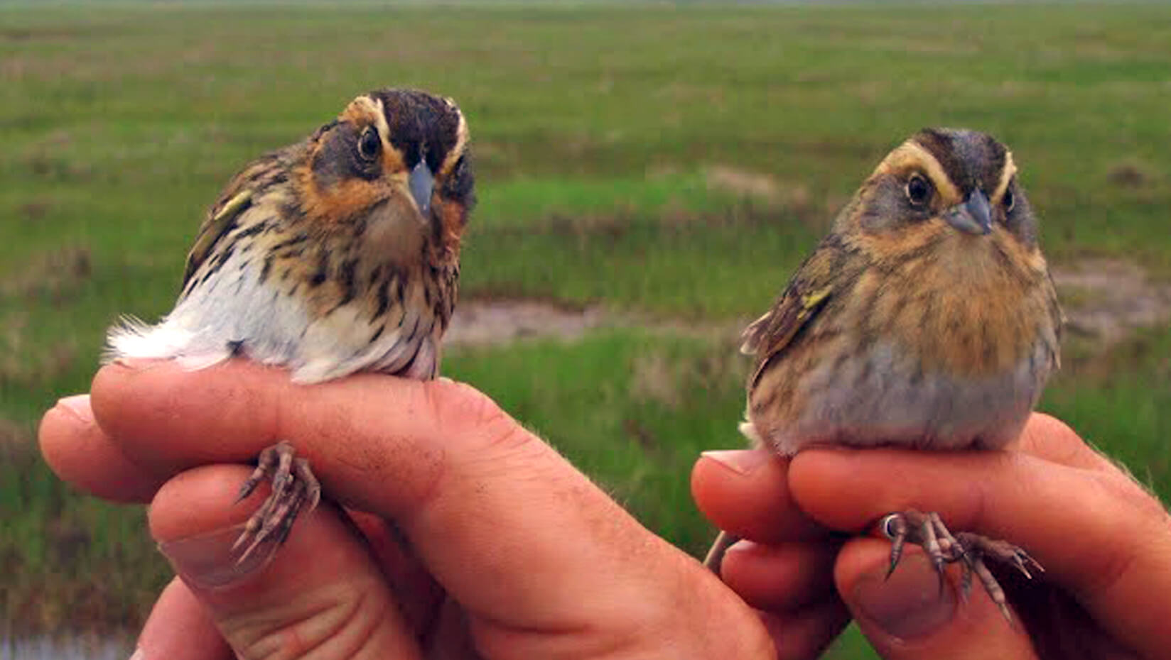 two sparrows atop hands