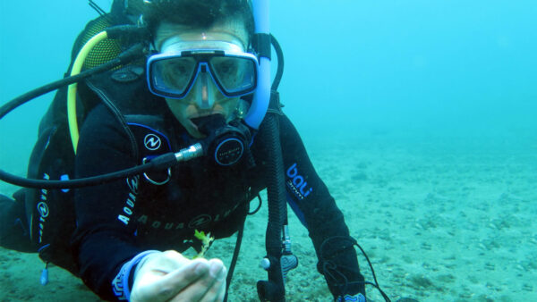 person underwater in diving gear