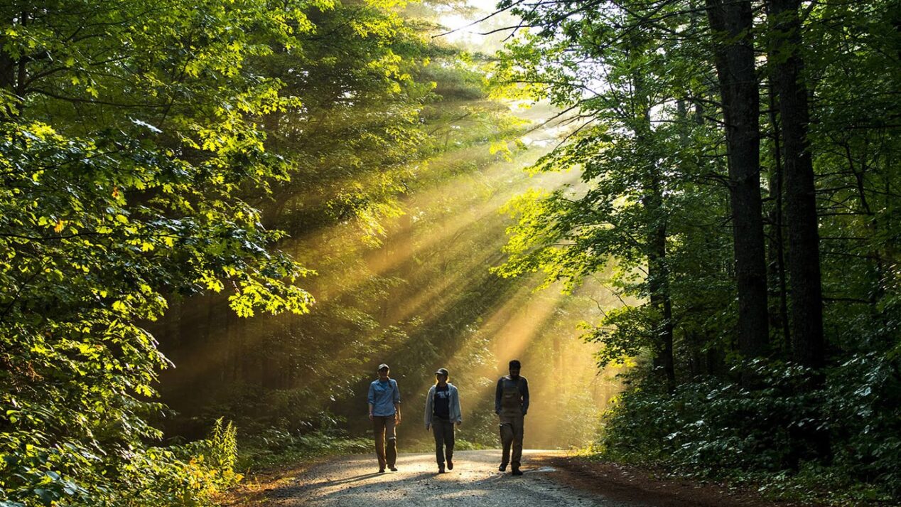 three researchers walking through a sunlit forest