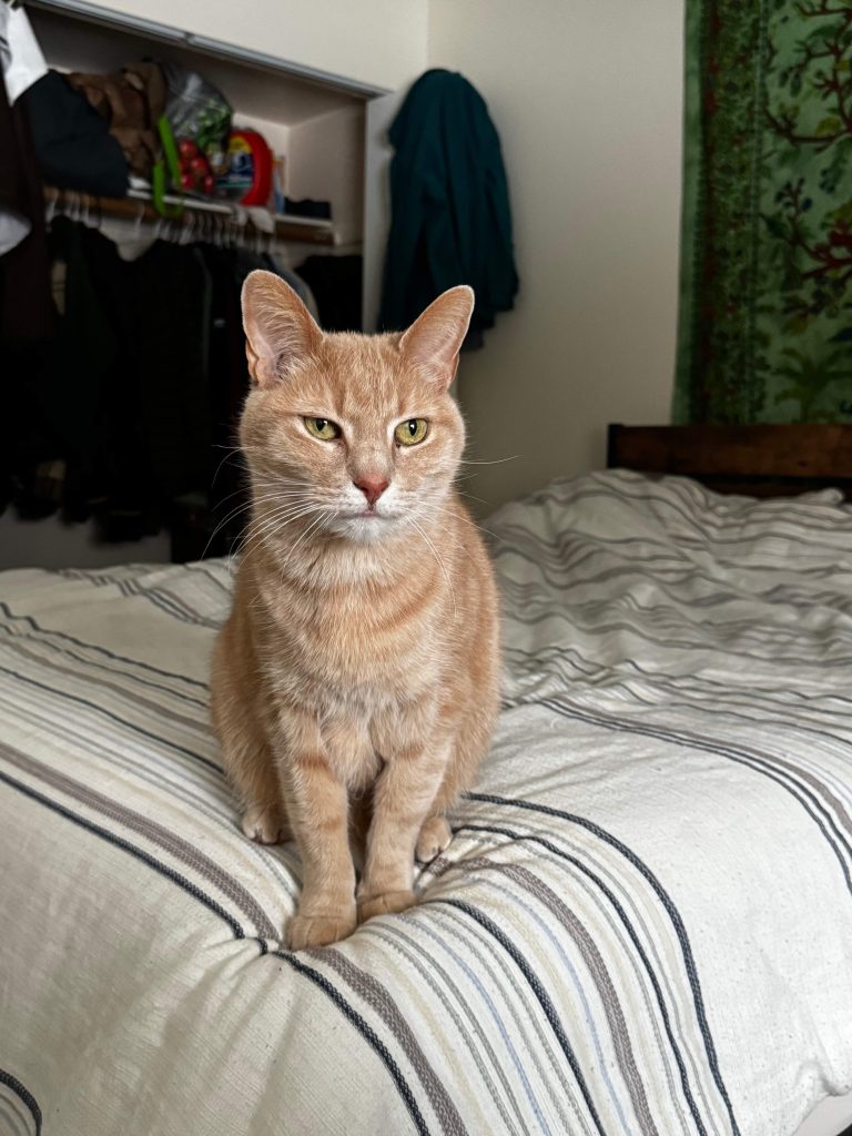 A photo of an orange tabby with green eyes