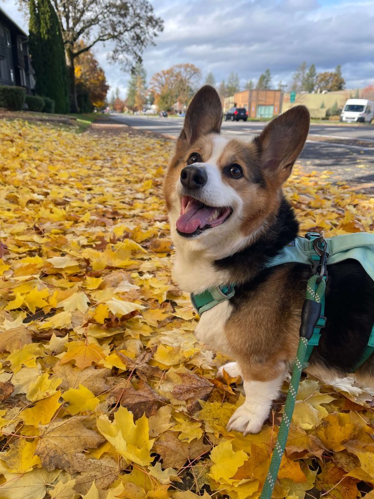 Photo of a happy Pembroke Welsh Corgi sitting on a pile of fallen autumn leaves