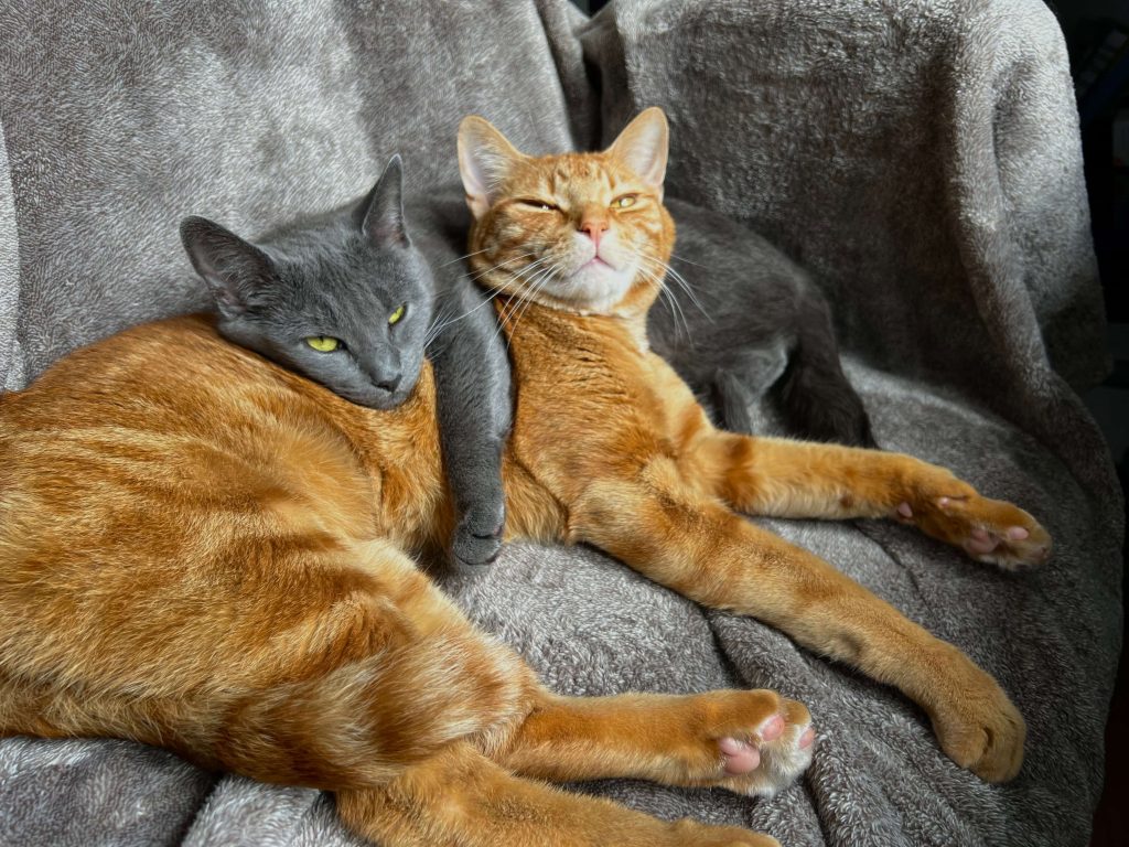 A photo of an orange cat and a grey cat cuddling