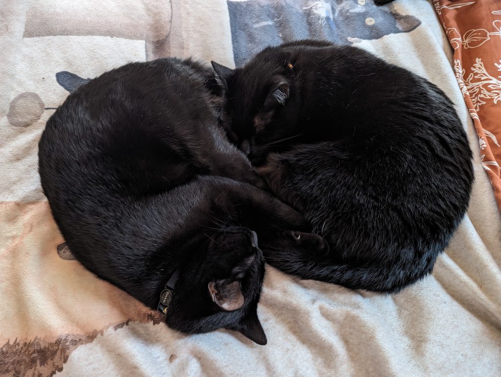 Photo of two black cats cuddling