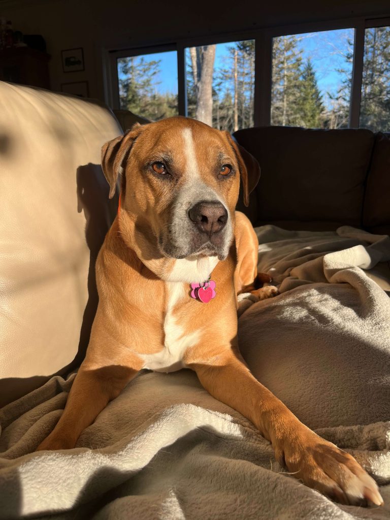 A picture of Koda the dog sitting on a sunlit couch