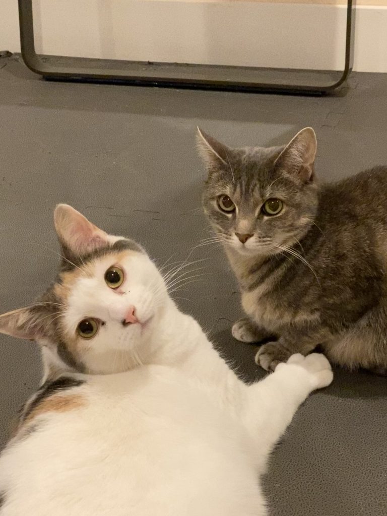 A picture of a white cat named Zucchini and a grey cat named Mochi