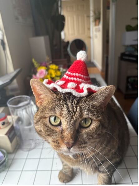 A picture of Ethel, a tabby cat with a red cone-shaped hat