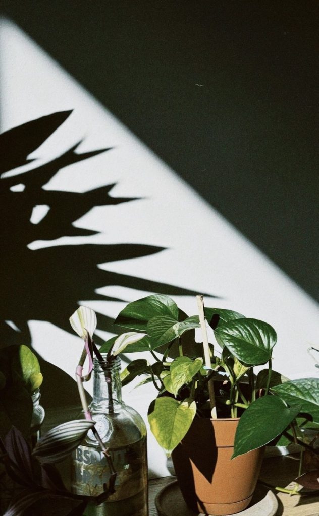 A picture of assorted houseplants