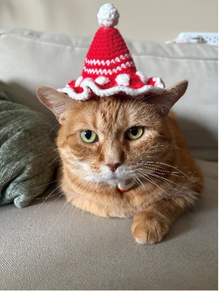 A picture of Lucy, an orange cat with a red hat