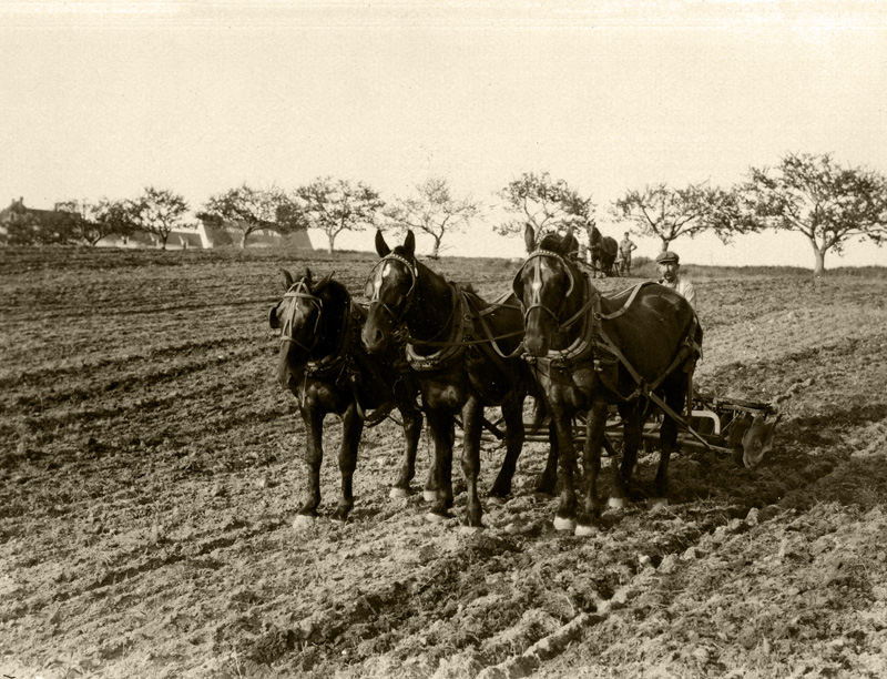 Horses 1918