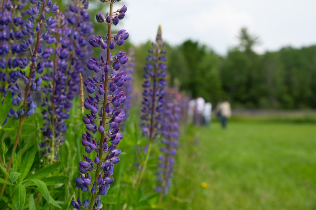 Lupines at UMaine