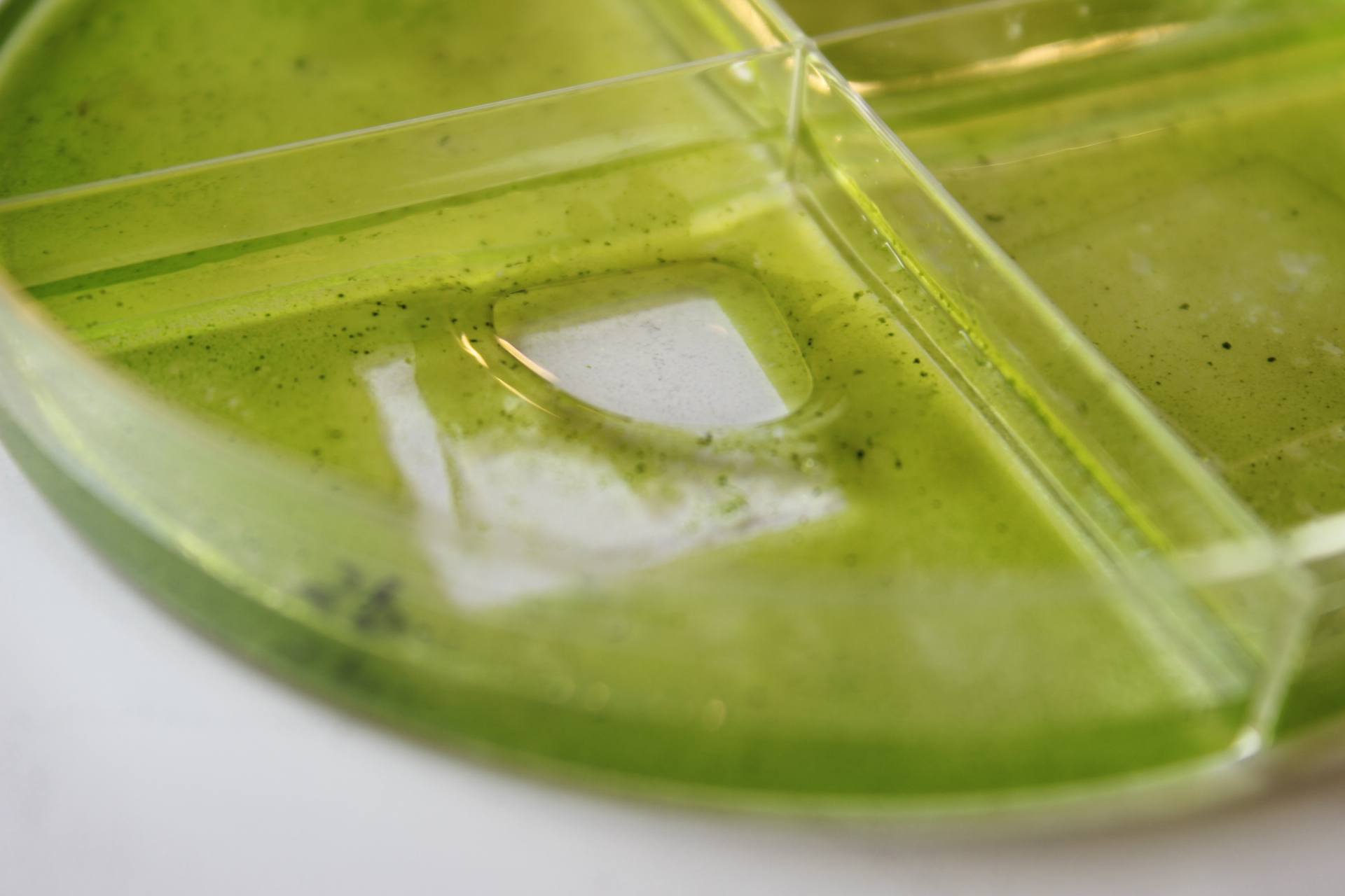 Infused PDMS in an algae dish
