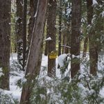 snowy forest scene in Howland Forest with caution sign