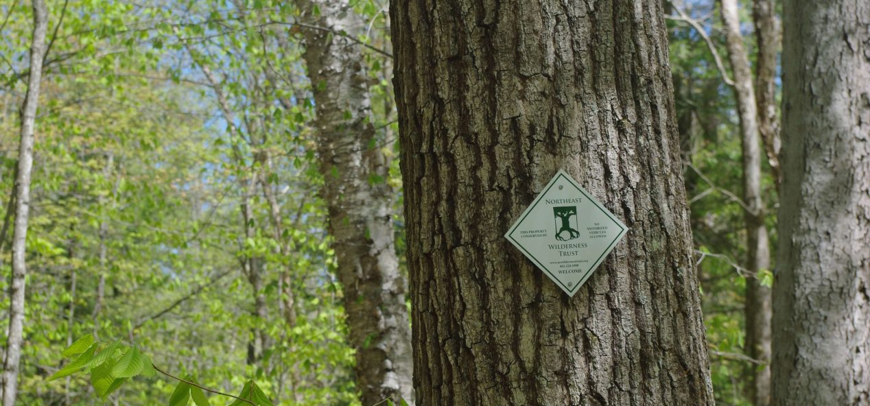 Northeast Wilderness trust designation on a large tree