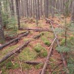 Down and dead trees contributing to understory habitat